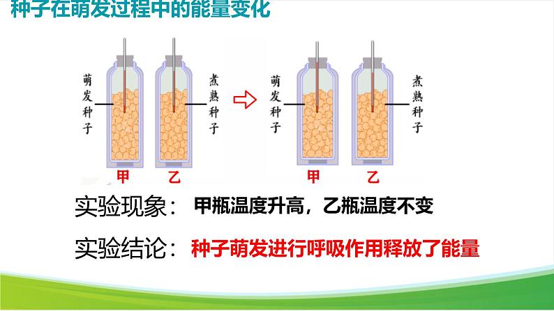 第三节 呼吸作用 课件第2页