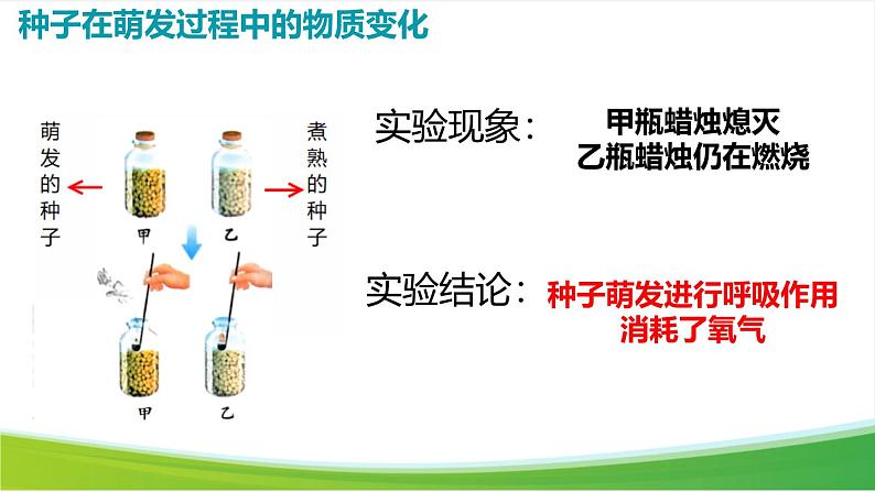 第三节 呼吸作用 课件第4页