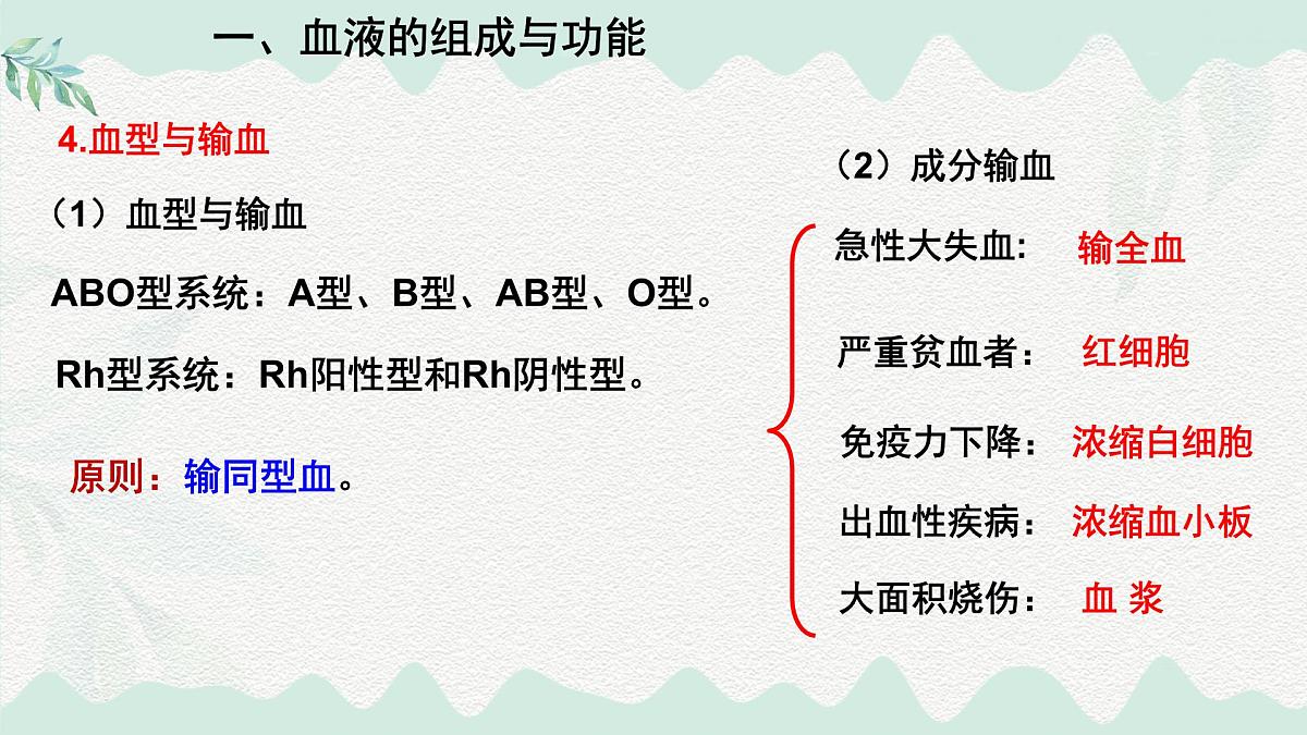 第7章 人体的物质运输（复习课件）-2024-2025学年七年级生物下册（北师大版2024）第5页