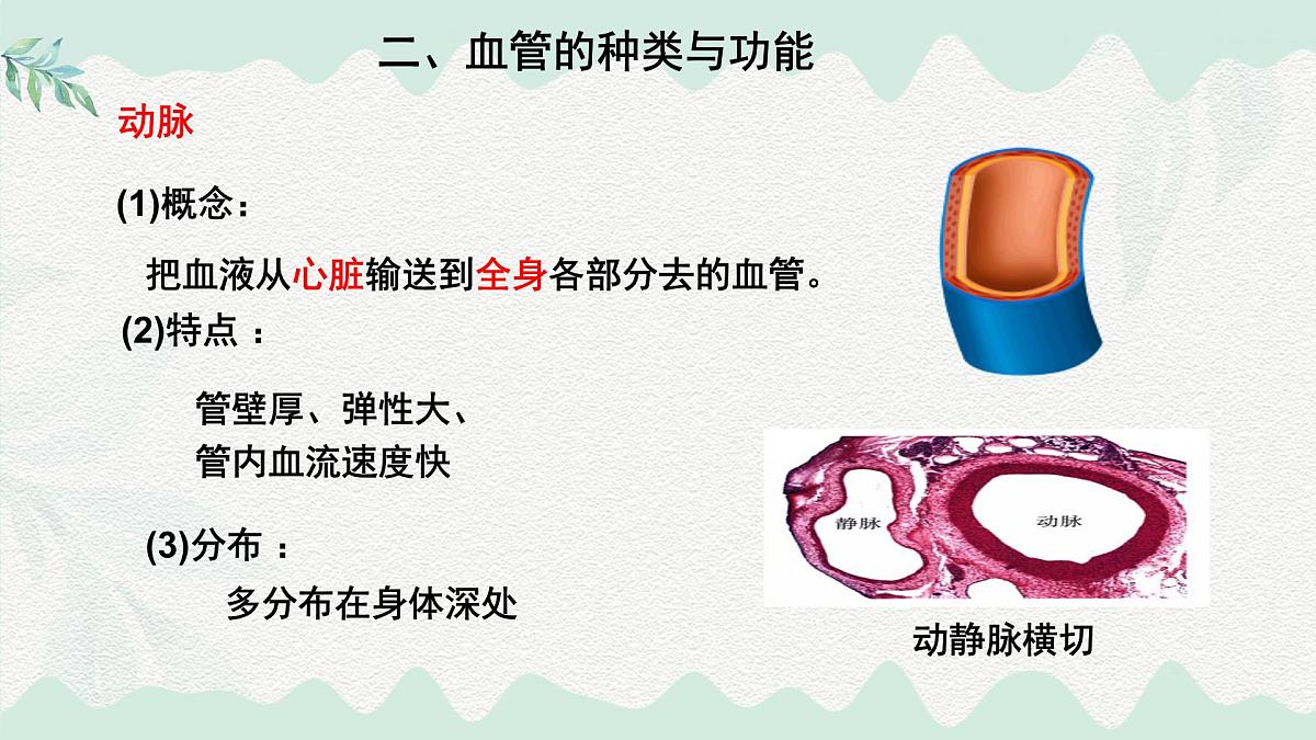 第7章 人体的物质运输（复习课件）-2024-2025学年七年级生物下册（北师大版2024）第6页