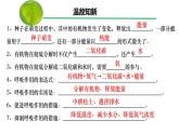 3.2.4 植物在生物圈中的作用（課件）-2024-2025學(xué)年七年級生物下冊（人教版2024）