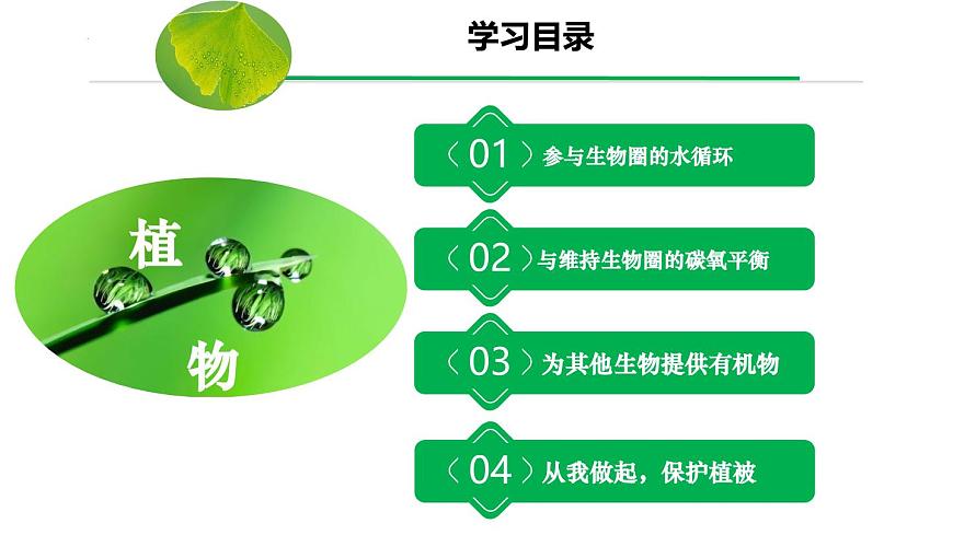 3.2.4 植物在生物圈中的作用（课件）-2024-2025学年七年级生物下册（人教版2024）第5页