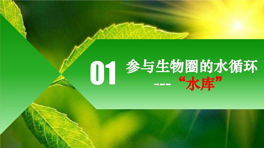 3.2.4 植物在生物圈中的作用（课件）-2024-2025学年七年级生物下册（人教版2024）第6页