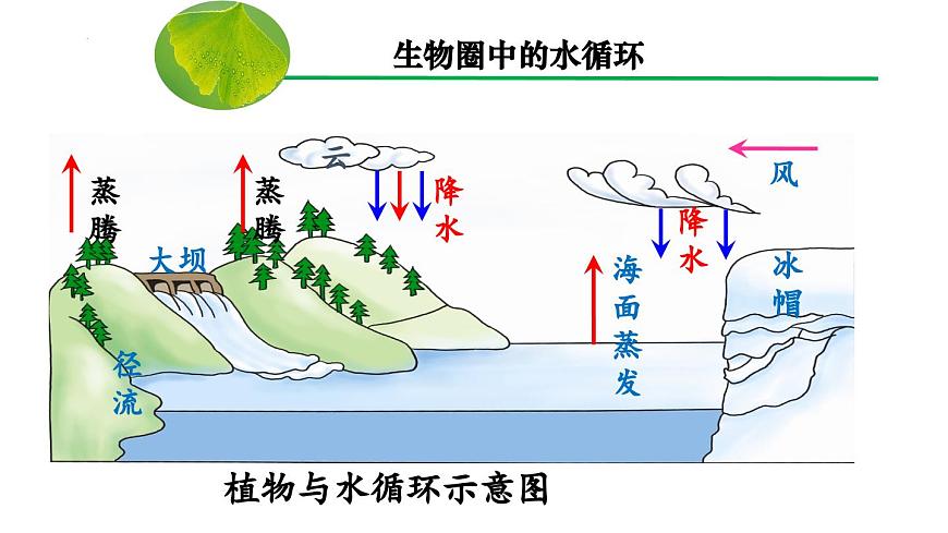 3.2.4 植物在生物圈中的作用（课件）-2024-2025学年七年级生物下册（人教版2024）第8页