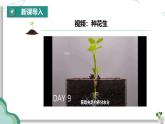 綜合實踐項目 栽培一種植物 探究所需的環(huán)境條件（課件）-2024-2025學年七年級生物下冊（人教版2024）