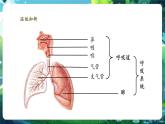 【新教材核心素養(yǎng)】北師大版生物七年級(jí)下冊(cè) 4.8.2.2人體細(xì)胞獲得氧氣的過(guò)程（第2課時(shí)）（課件+單元教學(xué)設(shè)計(jì)+教案+思維導(dǎo)圖）