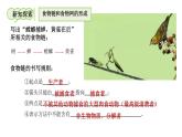 第2节 食物链和食物网 课件