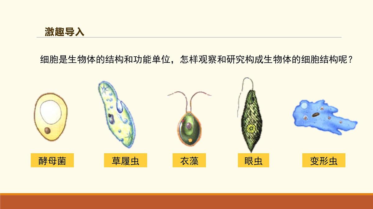新人教版生物七上 1-2-1《学习使用显微镜（第一课时）》课件第3页