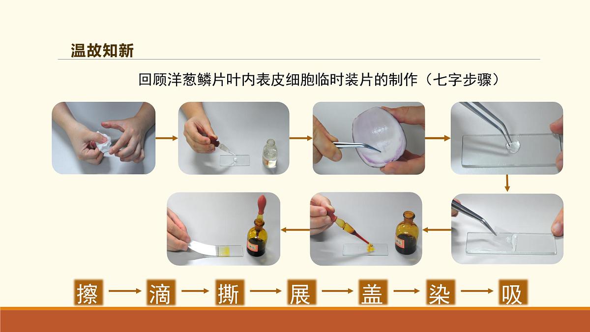 新人教版生物七上 1-2-3《动物细胞（第一课时）》课件第3页
