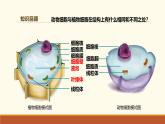 新人教版生物七上 1-3《综合实践项目 制作细胞模型》课件