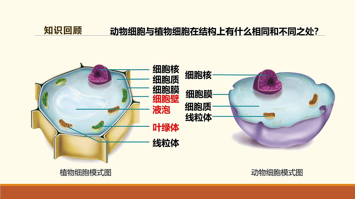 新人教版生物七上 1-3《综合实践项目 制作细胞模型》课件第3页