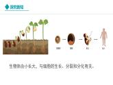 新人教版生物七上 1-3-1《细胞通过分裂产生新细胞》教学课件