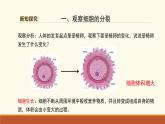 新人教版生物七上 1-3-1《细胞通过分裂产生新细胞》课件