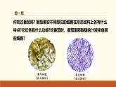 新人教版生物七上 1-3-2《植物体的结构层次》课件