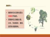 新人教版生物七上 1-3-2《植物体的结构层次》课件