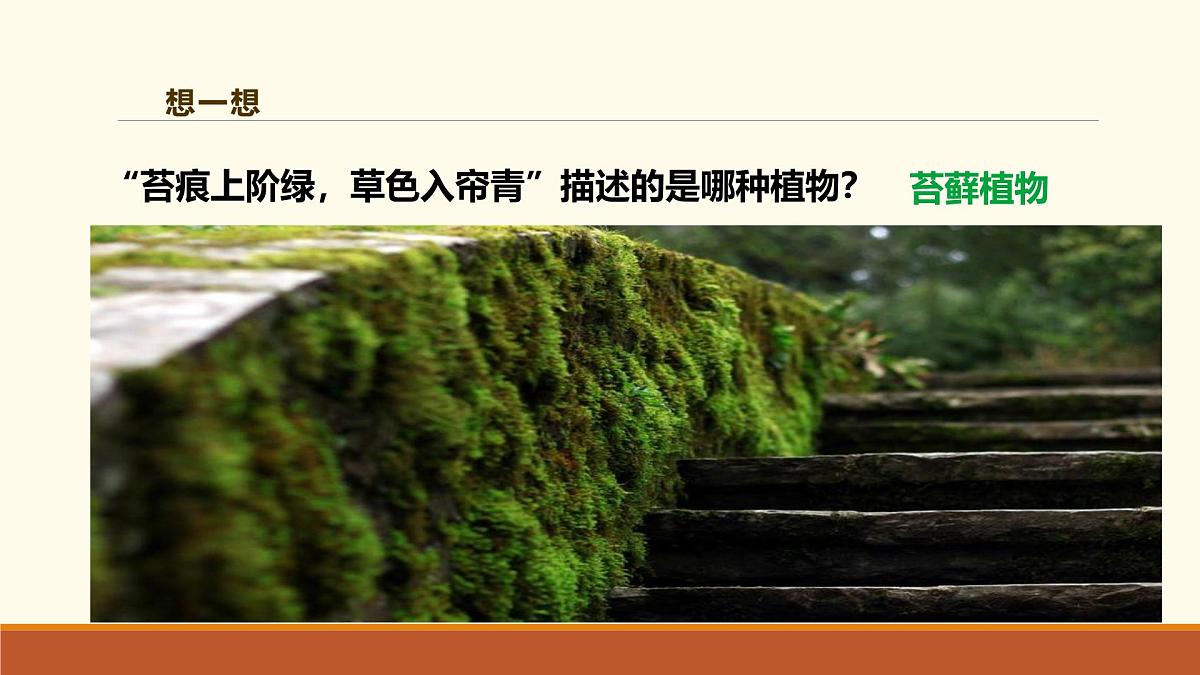 新人教版生物七上 2-1-1《藻类、苔藓和蕨类（第二课时）》课件第4页