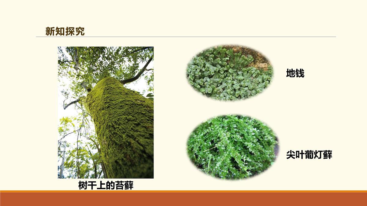 新人教版生物七上 2-1-1《藻类、苔藓和蕨类（第二课时）》课件第8页