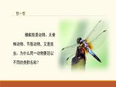 新人教版生物七上 2-4-2《从种到界（第一课时）》课件