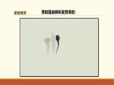 新人教版生物七上2-2-2《两栖动物和爬行动物（第一课时）》课件