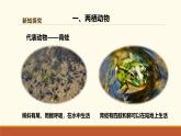 新人教版生物七上2-2-2《两栖动物和爬行动物（第一课时）》课件