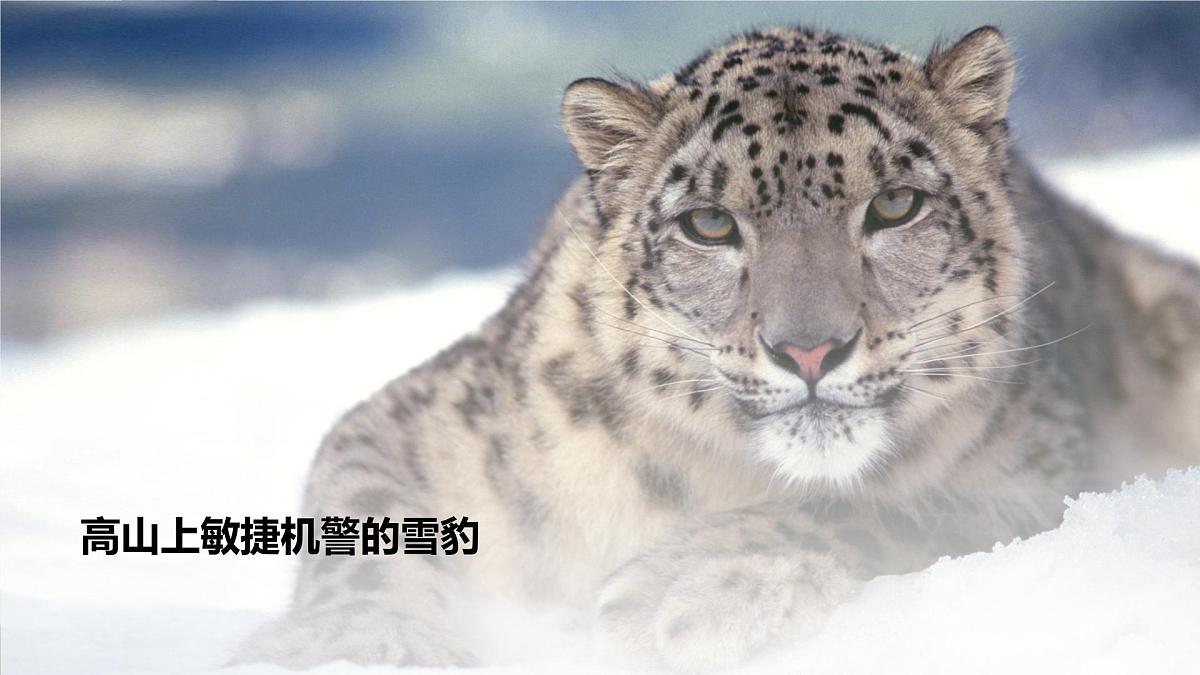 新人教版生物七上2-2-2《鸟和哺乳动物（第二课时）》课件第3页