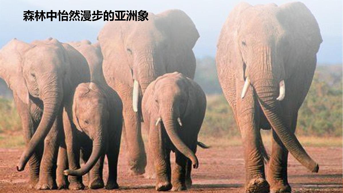 新人教版生物七上2-2-2《鸟和哺乳动物（第二课时）》课件第4页