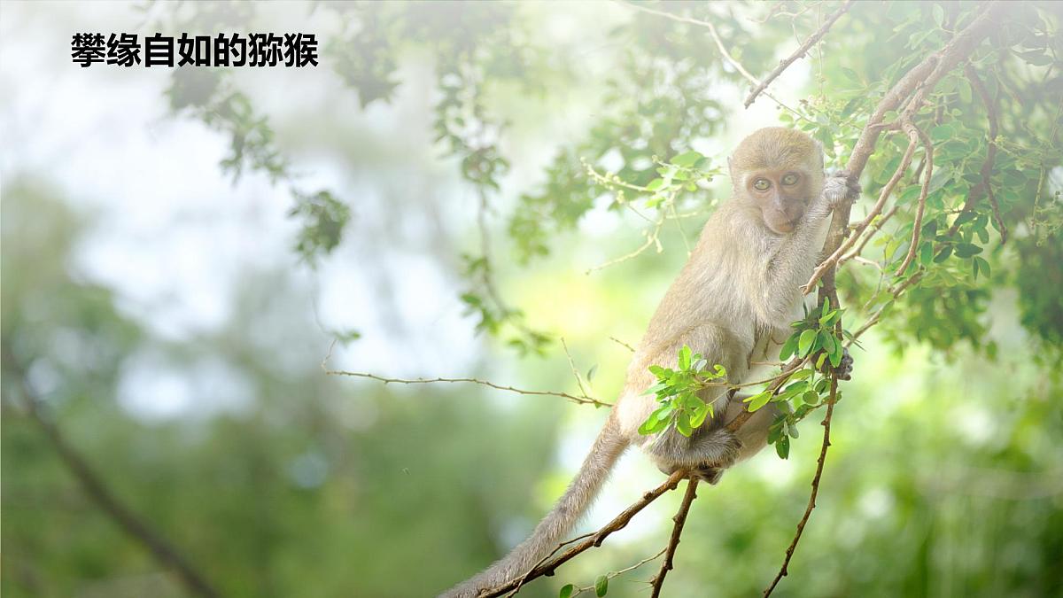 新人教版生物七上2-2-2《鸟和哺乳动物（第二课时）》课件第5页