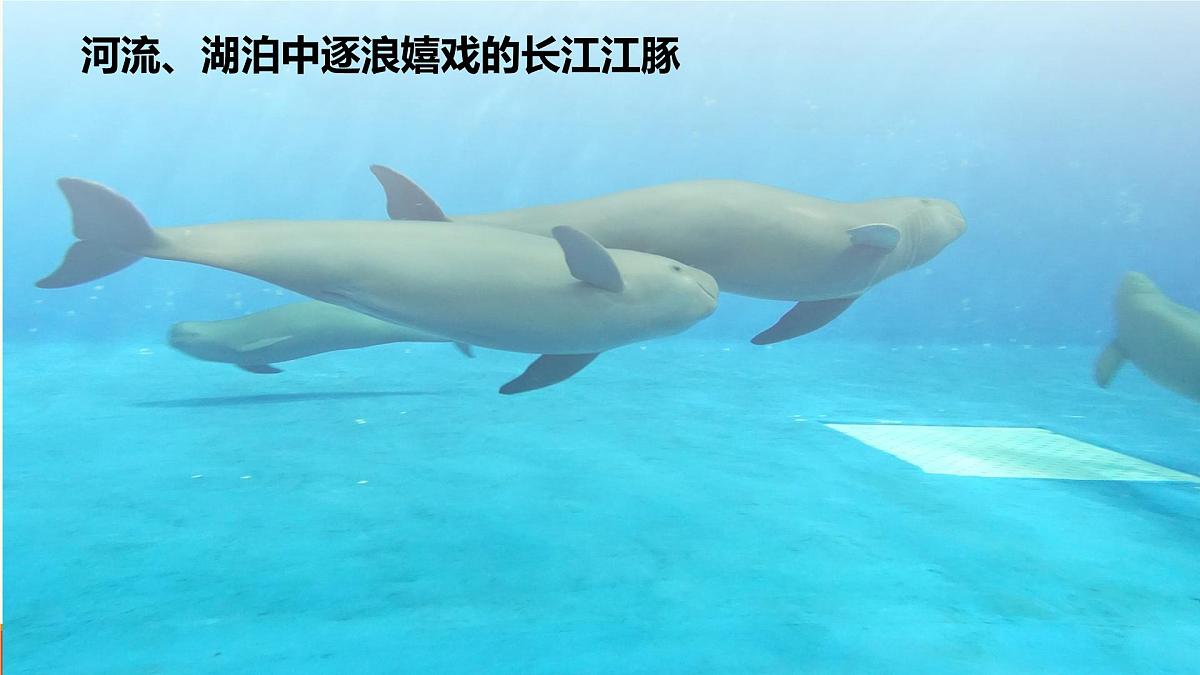 新人教版生物七上2-2-2《鸟和哺乳动物（第二课时）》课件第6页