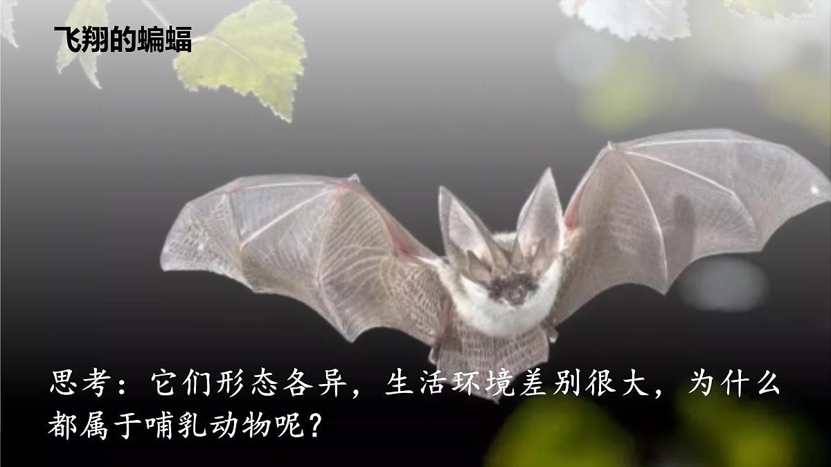 新人教版生物七上2-2-2《鸟和哺乳动物（第二课时）》课件第8页