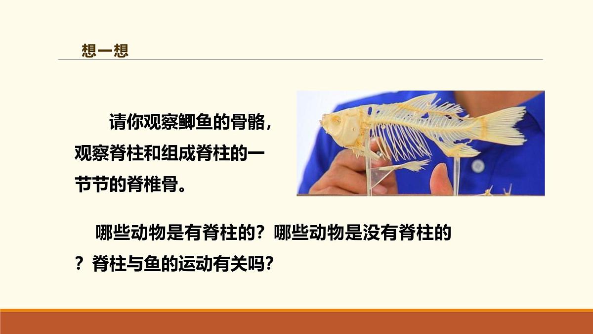 新人教版生物七上2-2-2《一鱼》课件第3页