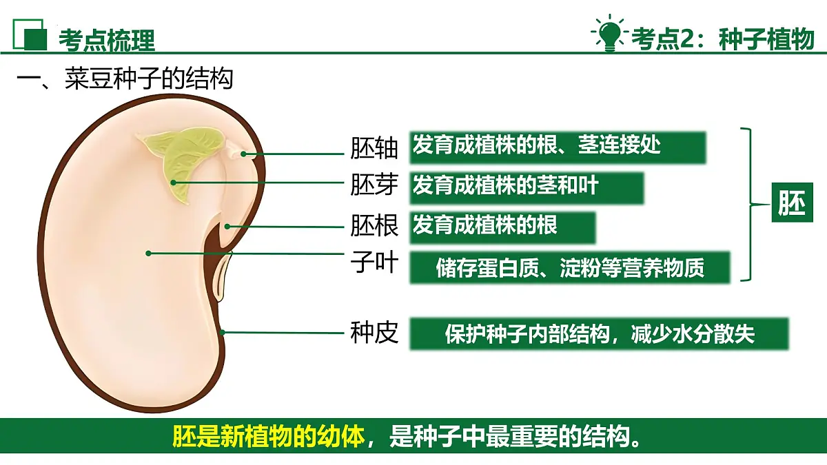 新人教版生物七上《第二单元 多种多样的生物》单元综合复习课件第7页