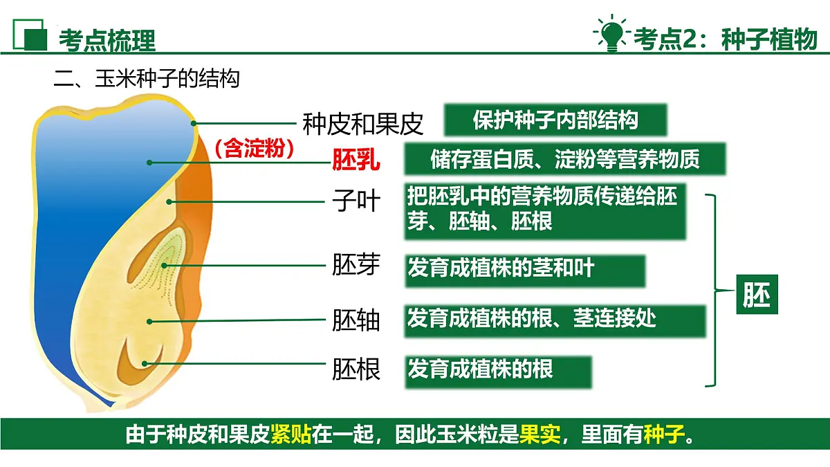 新人教版生物七上《第二单元 多种多样的生物》单元综合复习课件第8页