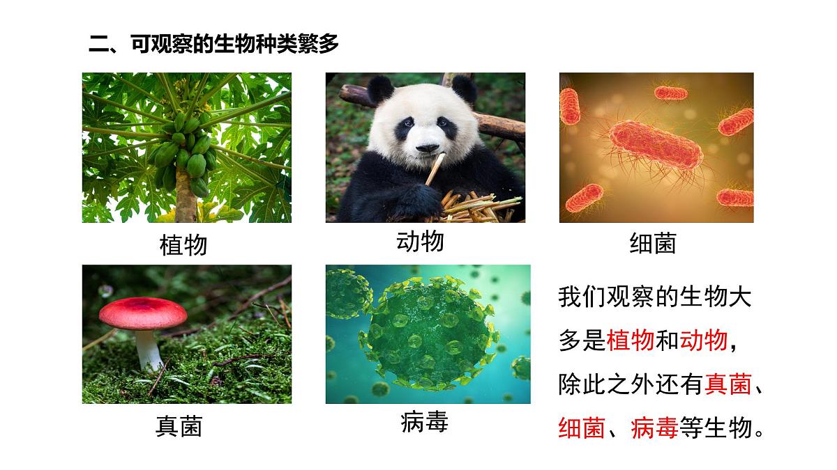 新人教版生物七上《第一单元第一、二章 认识生物和细胞》章末复习课件第7页