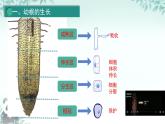 人教版初中生物七年级下册3.1.12 《植株的生长》课件