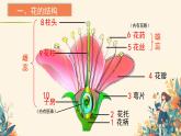 人教版初中生物七年级下册3.1.3 《开花和结果》课件