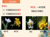 人教版初中生物七年级下册3.1.3 《开花和结果》课件