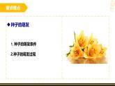 魯科版 五四制初中生物 六年級(jí)上冊(cè)《被子植物的一生》復(fù)習(xí)課課件PPT