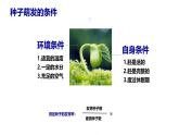 魯科版 五四制初中生物 六年級(jí)上冊(cè)《被子植物的一生》復(fù)習(xí)課課件PPT