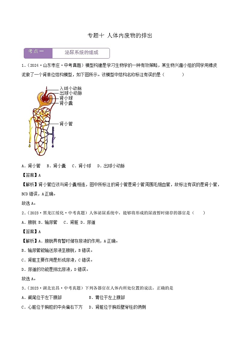 2022--2024年中考生物真题分类汇编-专题10  人体内废物的排出（解析版）第1页