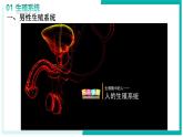 4.1.1 人的生殖 - 初中生物七年級下冊 同步教學(xué)課件+教學(xué)設(shè)計（人教版2024）