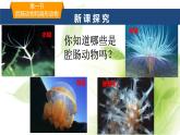 魯科版八年級(jí)生物上冊(cè)第一章7.1.1腔腸動(dòng)物和扁形動(dòng)物教學(xué)課件+訓(xùn)練含答案
