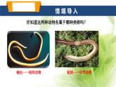 魯科版八年級生物上冊第一章7.1.2線形動物和環(huán)節(jié)動物教學(xué)課件+訓(xùn)練含答案