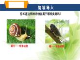 魯科版八年級生物上冊第一章7.1.3軟體動物和節(jié)肢動物教學(xué)課件+訓(xùn)練含答案