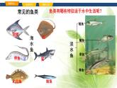 魯科版八年級(jí)生物上冊(cè)第一章7.1.4魚類教學(xué)課件+訓(xùn)練含答案