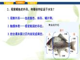 魯科版八年級(jí)生物上冊(cè)第一章7.1.4魚類教學(xué)課件+訓(xùn)練含答案