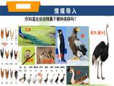 魯科版八年級(jí)生物上冊(cè)第一章7.1.6鳥(niǎo)類教學(xué)課件+訓(xùn)練含答案