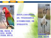 魯科版八年級(jí)生物上冊(cè)第一章7.1.6鳥(niǎo)類教學(xué)課件+訓(xùn)練含答案