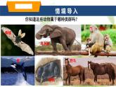 魯科版八年級生物上冊第一章7.1.7哺乳類教學(xué)課件+訓(xùn)練含答案