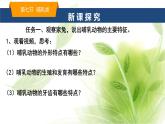 魯科版八年級生物上冊第一章7.1.7哺乳類教學(xué)課件+訓(xùn)練含答案