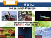 魯科版八年級生物上冊第二章7.2.1動物的運動教學課件+訓練含答案